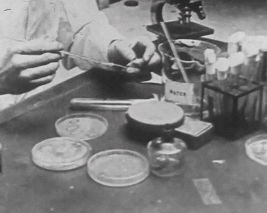 Historical footage of scientist taking culture swabs