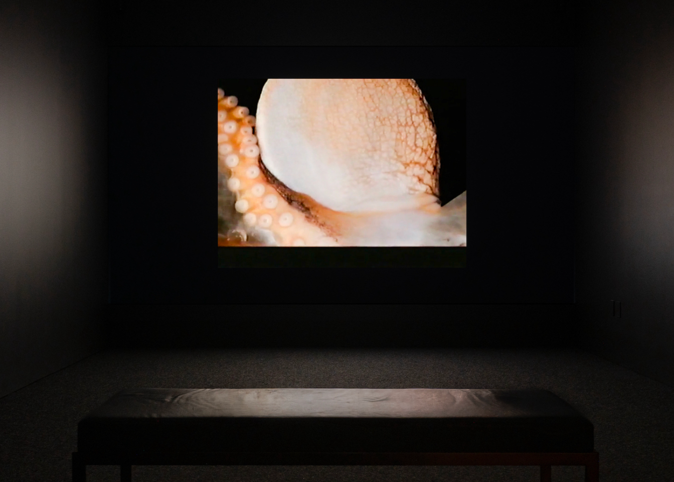 Video installation of octopus video in gallery